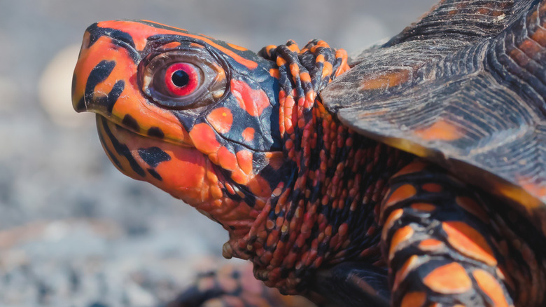 Une tortue-boîte de l'Est aux couleurs vives