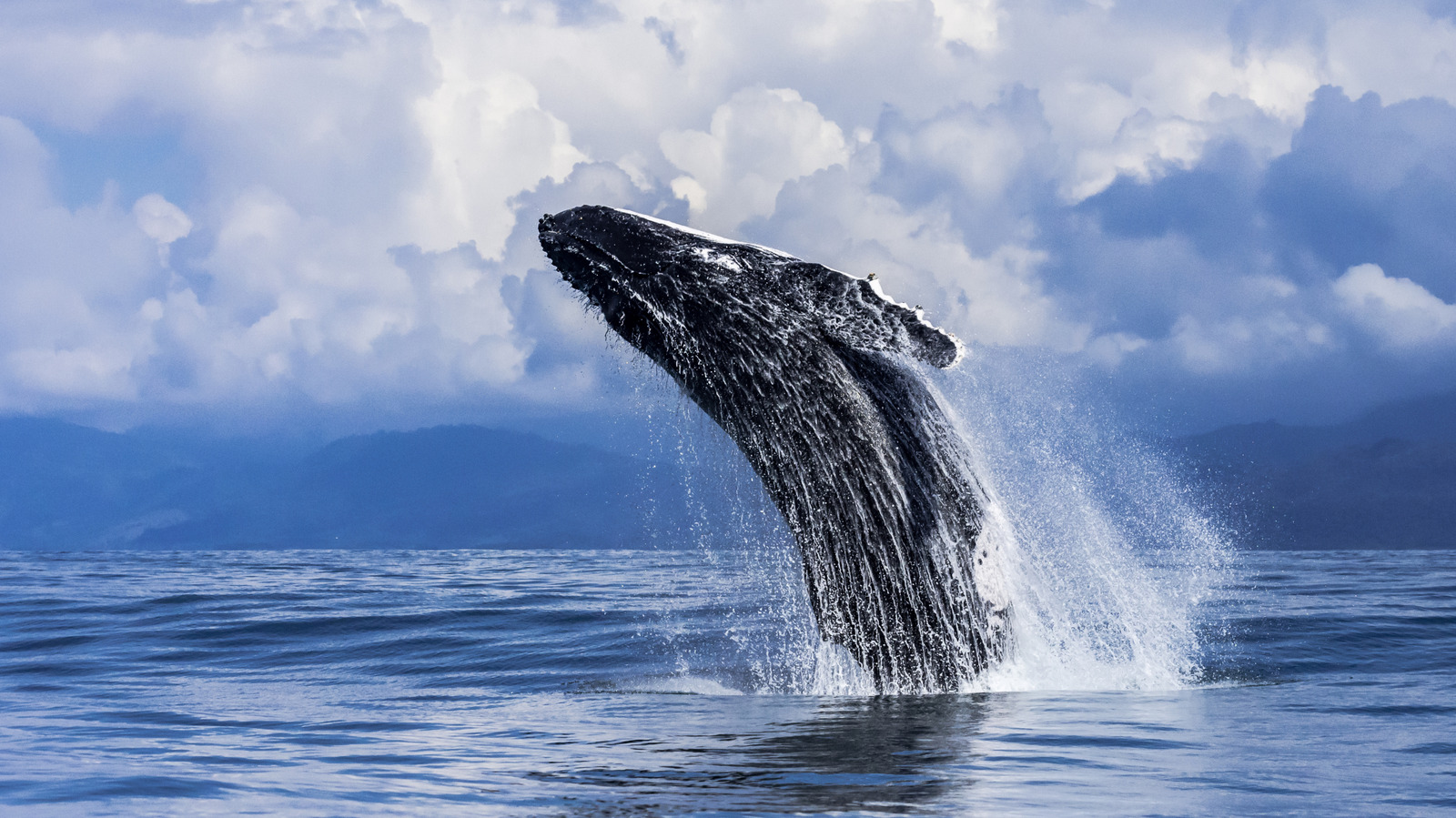 Une ville de surf costaricaine baignée de soleil accueille la plus longue saison d'observation des baleines au monde