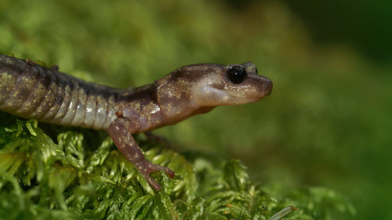 salamandre errante en gros plan