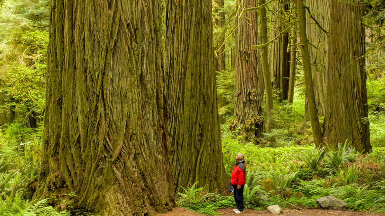 homme regardant un arbre dans le parc national Redwood