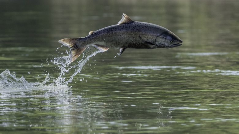 Saumon chinook sautant de la rivière