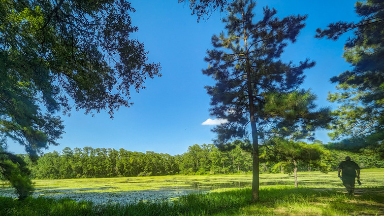 Un randonneur traverse une zone de la forêt nationale Sam Houston.