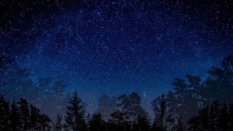 Arbres sous un ciel étoilé