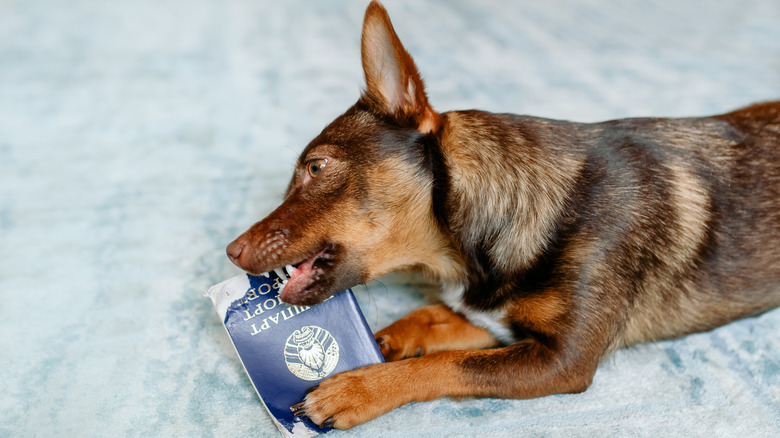 Un chien mâchant un passeport biélorusse