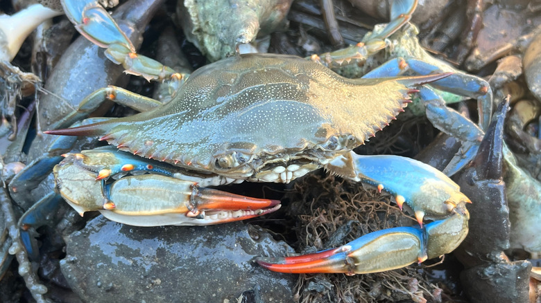 Crabe bleu du Maryland pris dans un piège