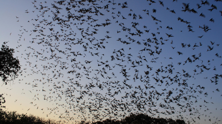 Une colonie de chauves-souris vole dans le ciel du soir alors que le soleil est presque couché