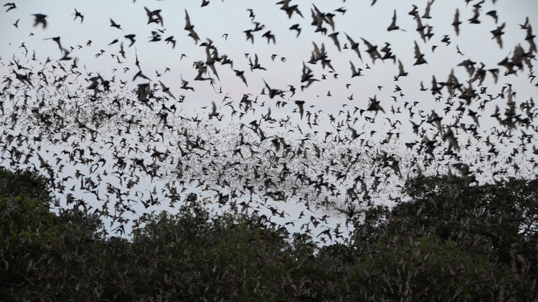 Des millions de chauves-souris émergent de Bracken Cave pour commencer leur chasse nocturne