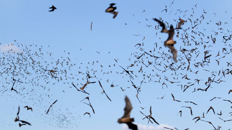 Un nuage de chauves-souris mexicaines à queue libre vole dans un ciel bleu