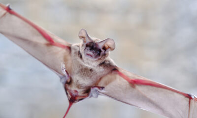 La grotte du Texas qui abrite la plus grande colonie de chauves-souris au monde