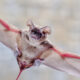 La grotte du Texas qui abrite la plus grande colonie de chauves-souris au monde