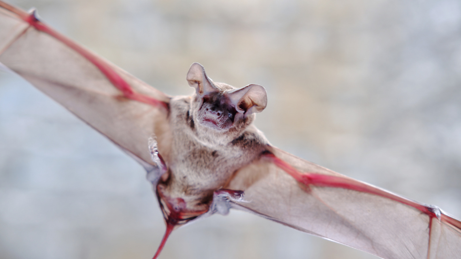 La grotte du Texas qui abrite la plus grande colonie de chauves-souris au monde