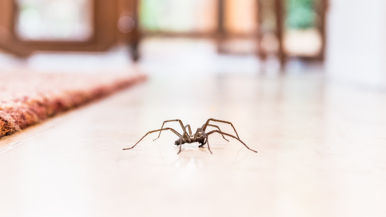 Une araignée commune rampe le long d'un sol carrelé dans une maison à côté d'un tapis rougeâtre