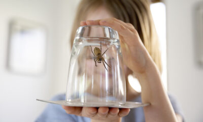 Il y a une bonne raison pour laquelle vous ne devriez pas tuer les araignées dans votre maison