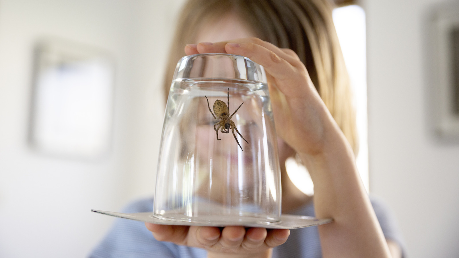 Il y a une bonne raison pour laquelle vous ne devriez pas tuer les araignées dans votre maison