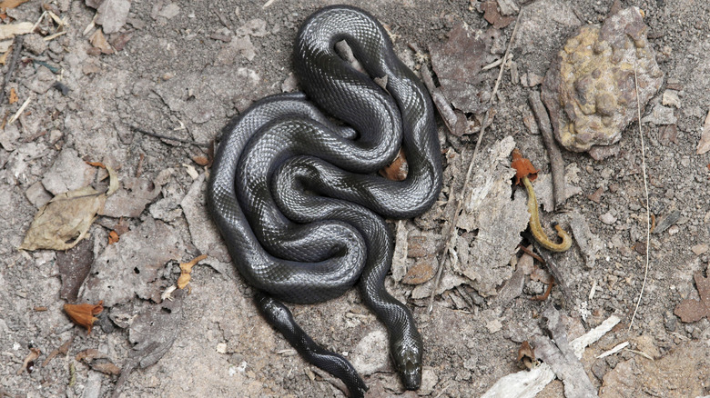 Serpent domestique d'Afrique noire (Lamprophis fuliginosus) sur un sol rocheux