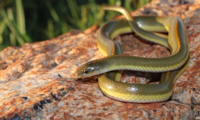 De nouvelles espèces de serpents découvertes se cachent à la vue de tous depuis des décennies