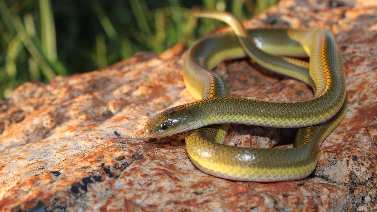 De nouvelles espèces de serpents découvertes se cachent à la vue de tous depuis des décennies