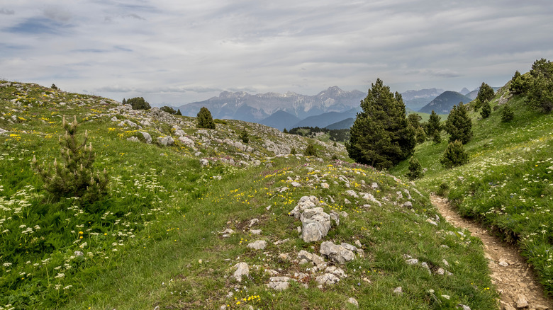 Un sentier de randonnée traversant une prairie rocheuse.