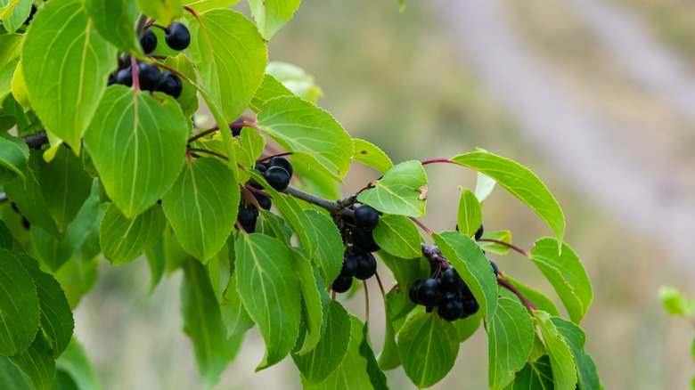 Baies noires et feuilles vertes à taches brunes sur une fine branche ligneuse