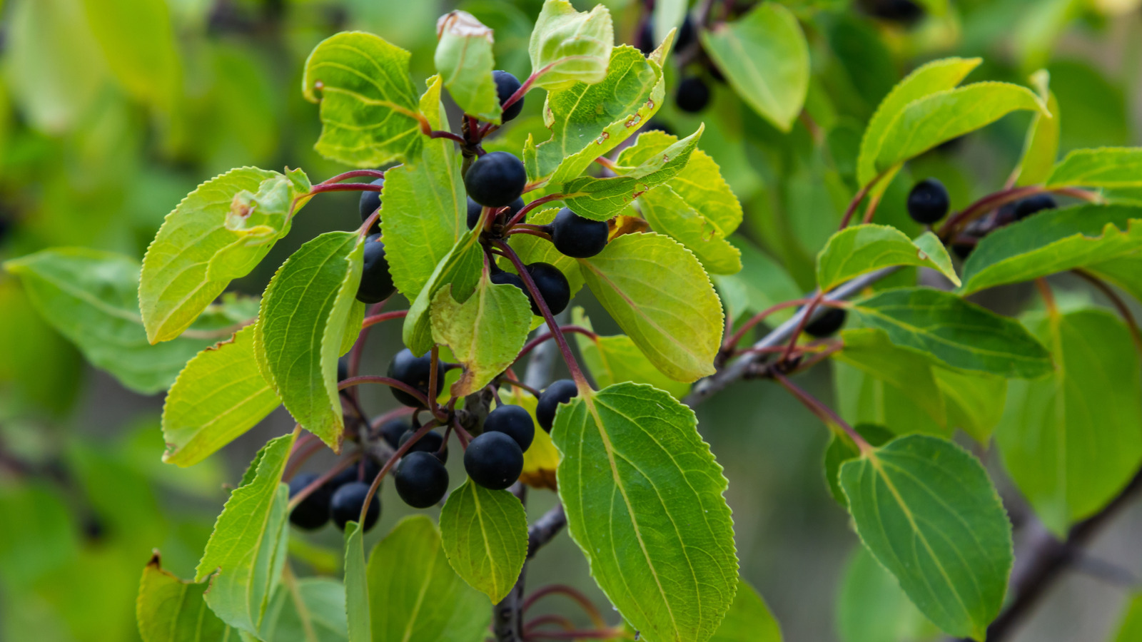 Le secret de la lutte contre terre invasif est les plantes originales du Minnesota