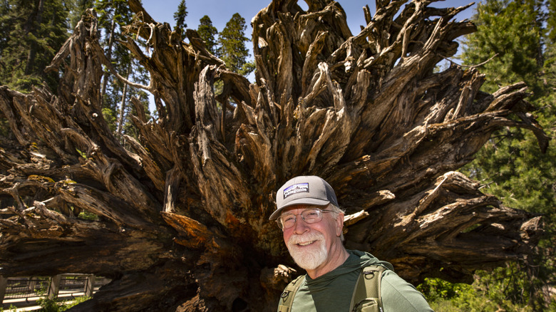 L'homme pose à Mariposa Grove