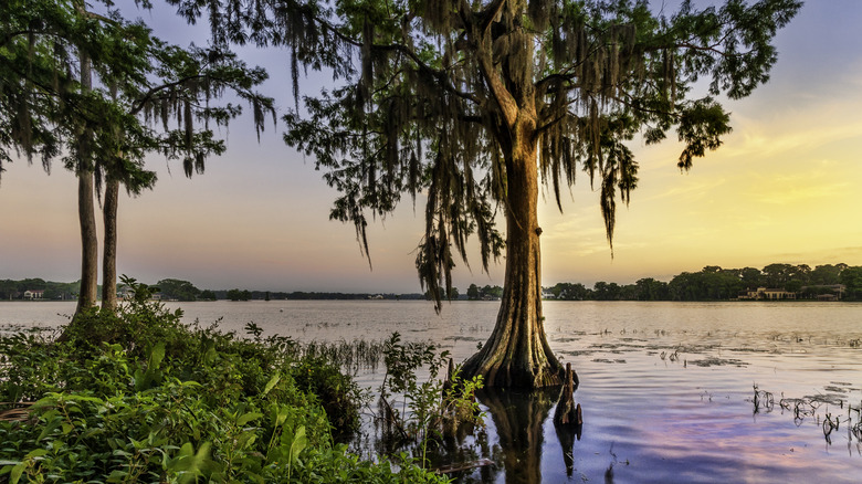 Des arbres émergent des zones humides de Floride