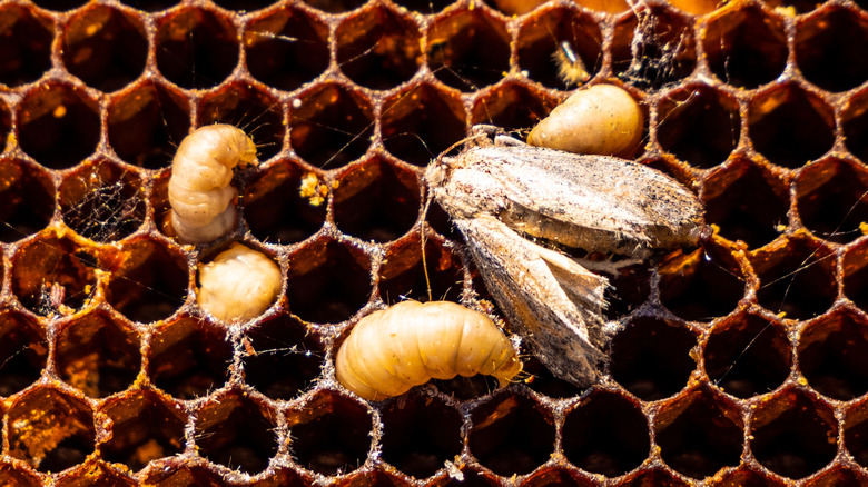 Un papillon et ses larves grimpent sur un nid d'abeilles