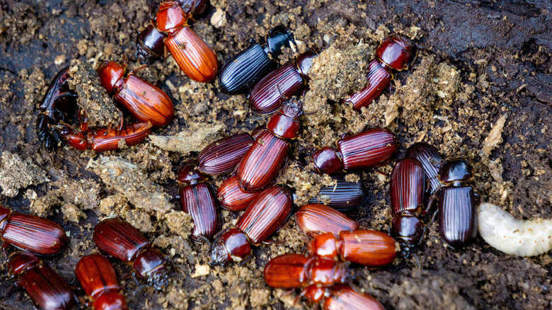 un groupe de coléoptères rouge-orange se nourrissent d'une bûche abattue dans une forêt