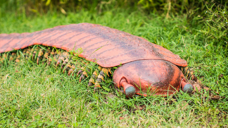 Un modèle d'une arthropleura est indiqué dans l'herbe