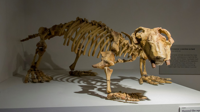 Reconstruction fossile de Dicynodont