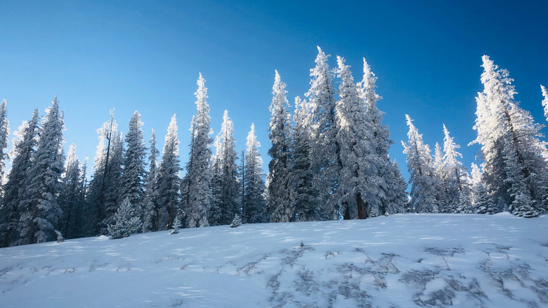 Arbres glacés sur Monarch Mountain
