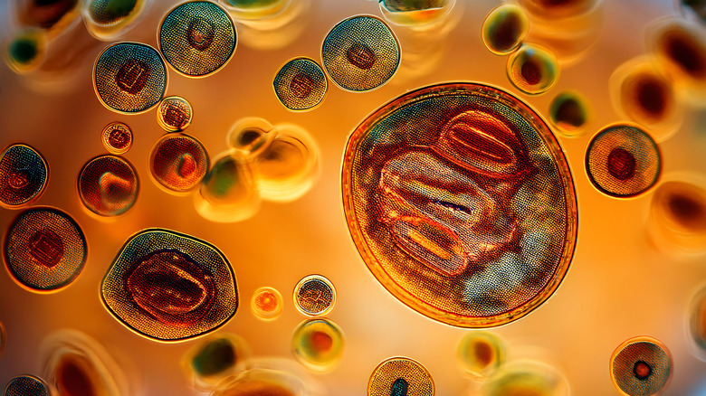 Organismes à unices protozoaires au microscope