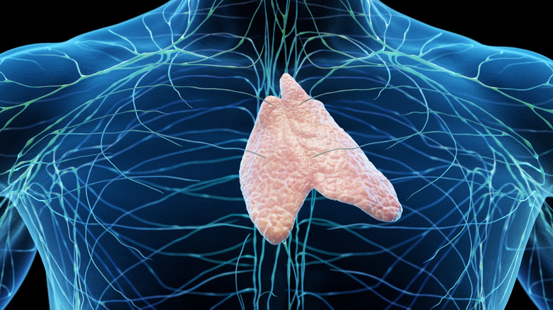 Illustration de la glande du thymus et de son emplacement