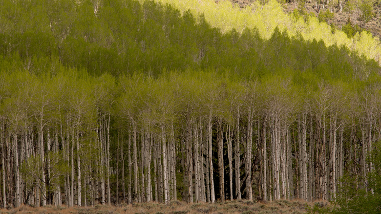 Clone Pando Aspen avec feuillage vert