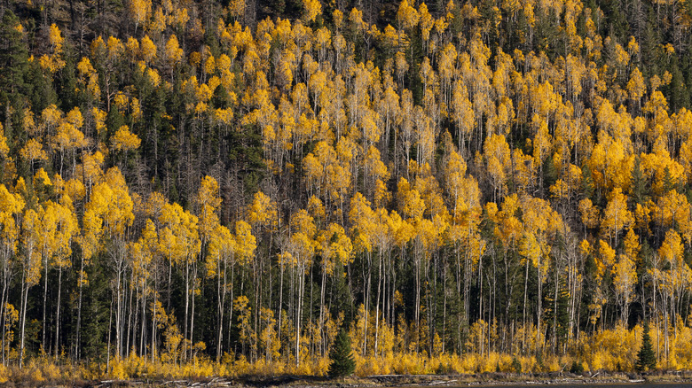 Clone Pando Aspen avec feuillage orange