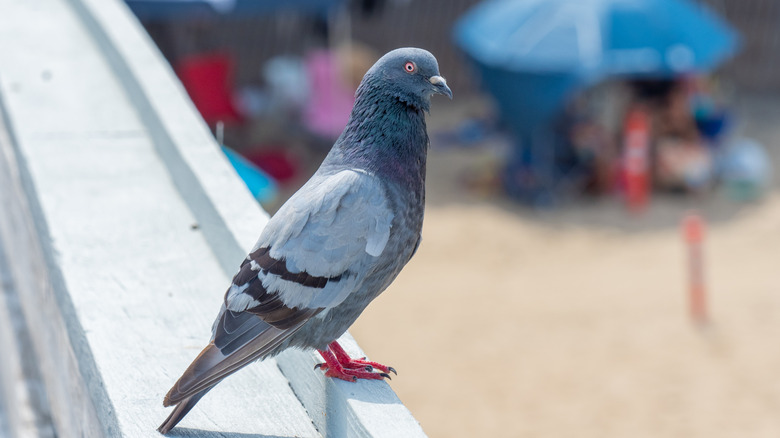 pigeon sur une balustrade en bois