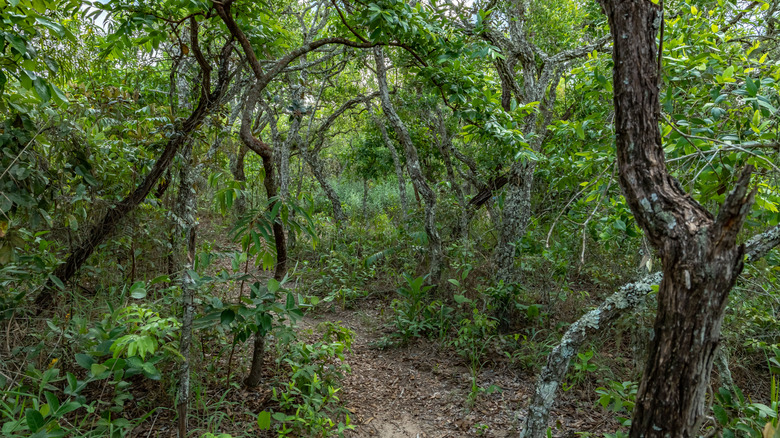 Path forestier envahi par la végétation