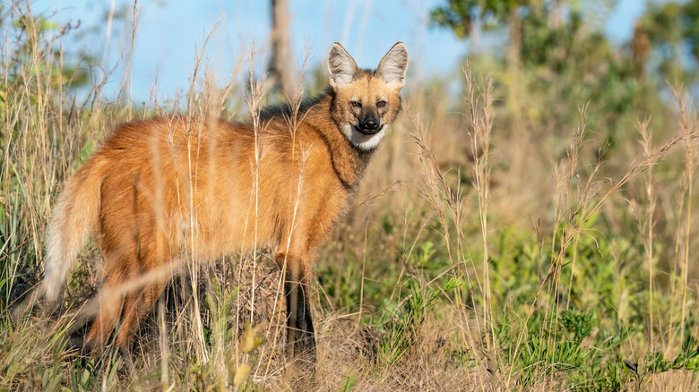 Loup à manches sur la savane brésilienne