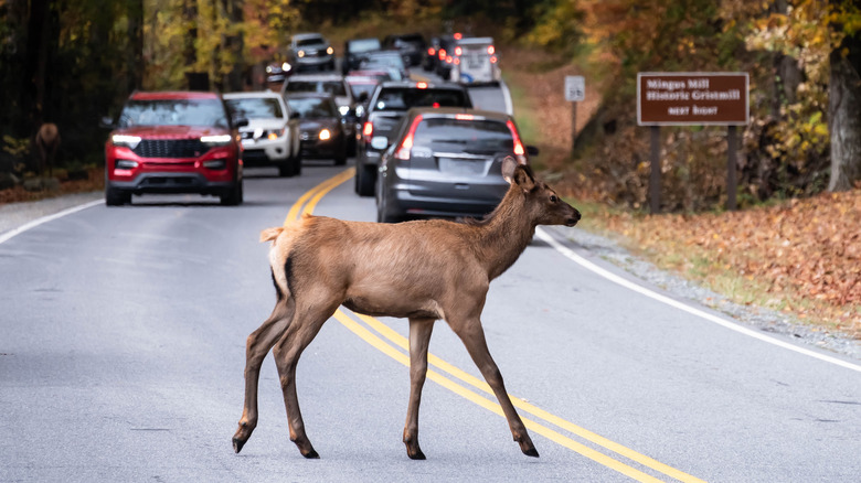 Un cerf traverse une route rurale très fréquentée