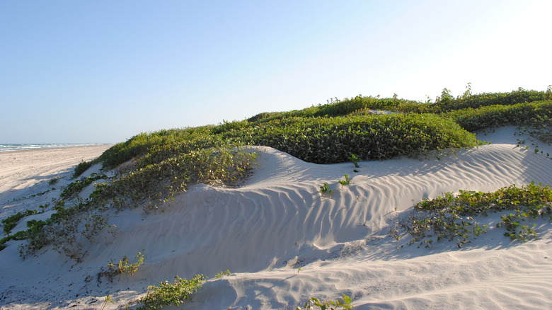 Dunes de sable sur l'île Mustang à Port Aransas sur la côte du golfe du Texas