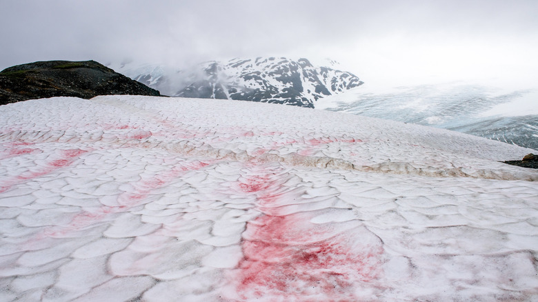 Les algues rouges fleurissent dans les montagnes