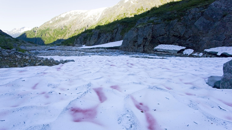 Algues rouges sur la fonte de la neige