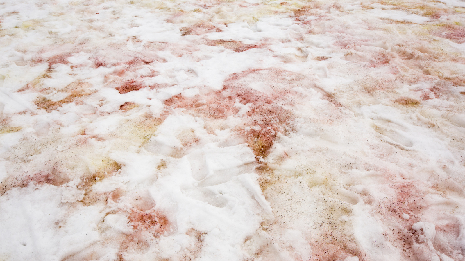 Le mystère de la «neige de pastèque» rose de Californie et où la trouver