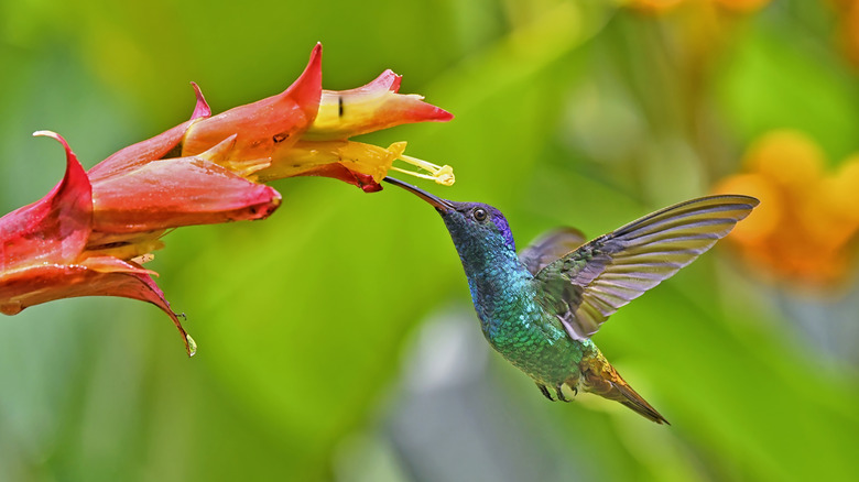 Colibri se nourrissant de nectar des fleurs