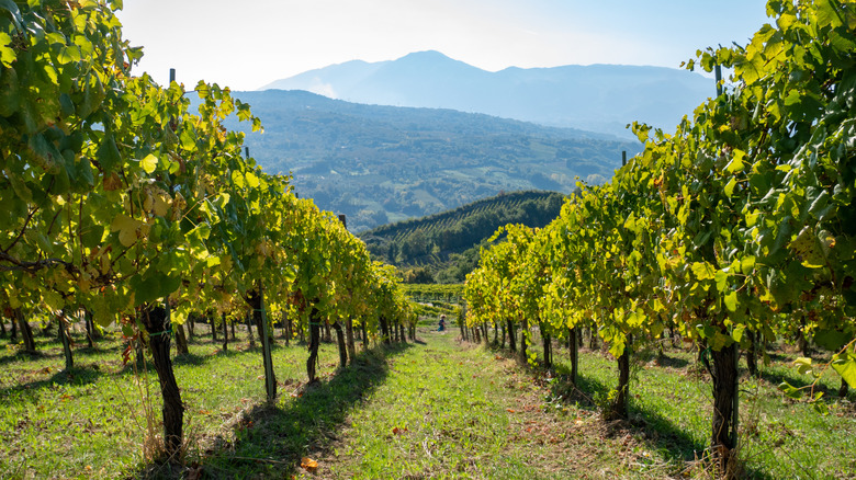 Vignoble à Avellino