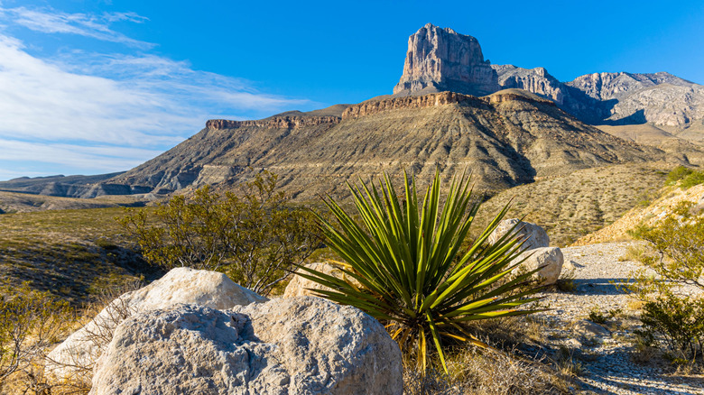 Parc national des montagnes de Guadalupe