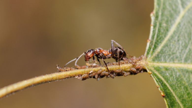 Une fourmi supervise un groupe de pucerons sur la tige d'une feuille