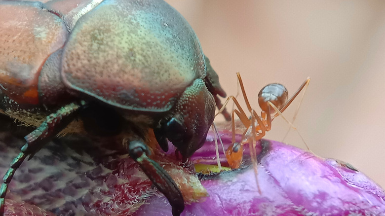 Une photographie d'un scarabée et d'une fourmi sur une plante