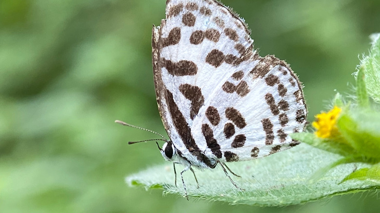 Un profil d'un papillon blanc sur une feuille avec des taches brun foncé sur ses gémissements