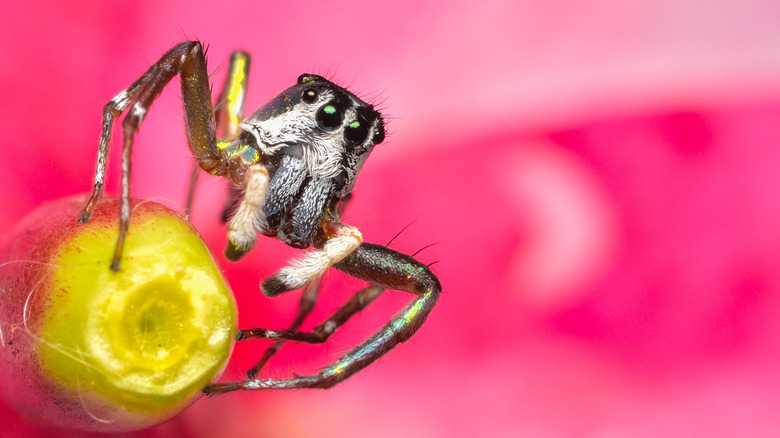 Une araignée est assise sur une fleur jaune